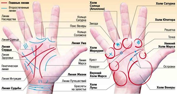 Схема линий на ладонях женщины