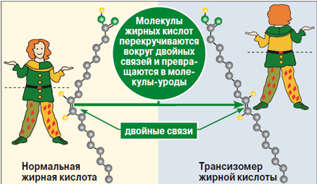 Сравнение структуры маргарина и натуральных жиров