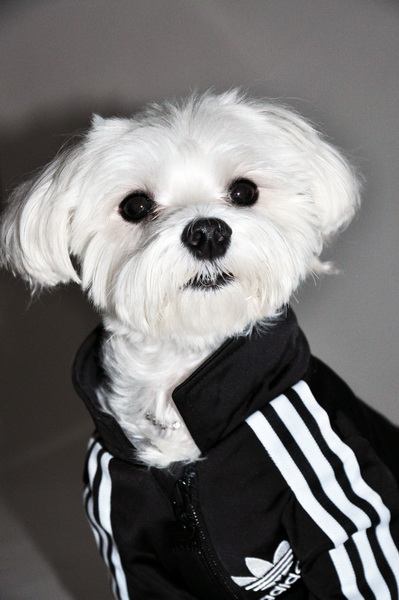Собака в спортивной одежде Адидас