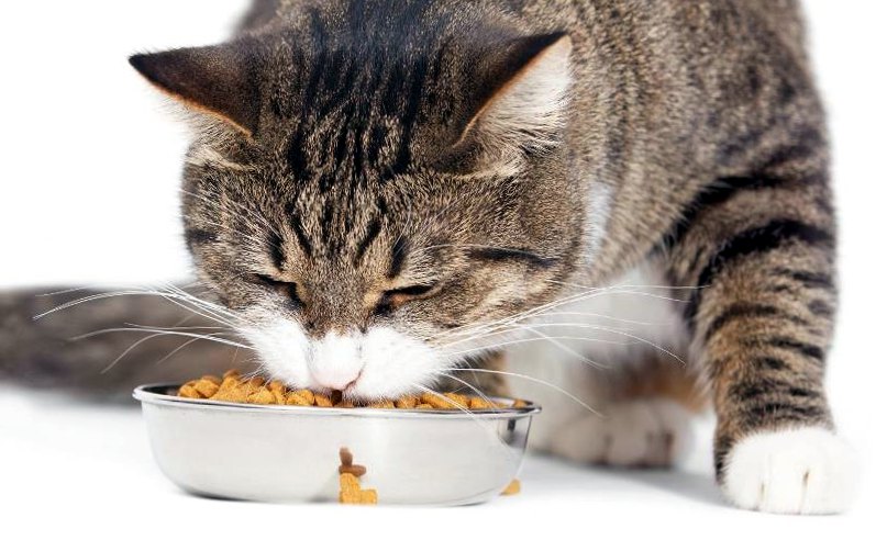 Кошка ест лечебный корм